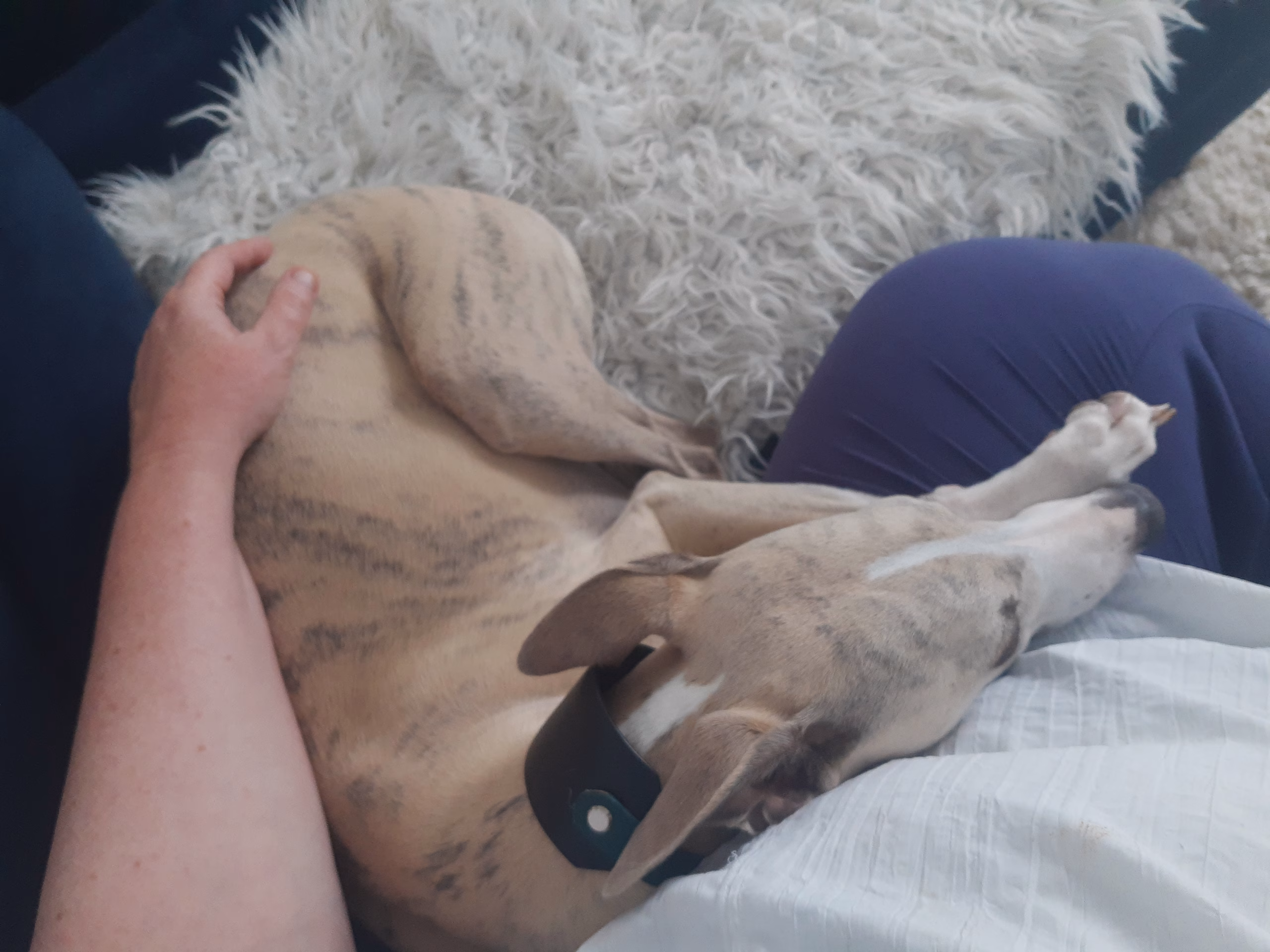 tailes relax A person wearing a white shirt and purple pants is sitting with a light brown, brindle dog curled up and resting on their lap next to a fluffy white rug.