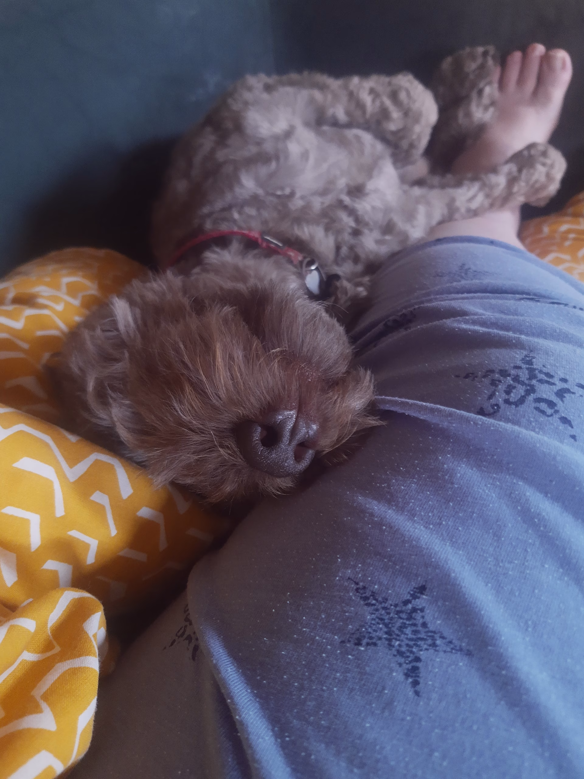 B A brown, curly-haired dog sleeps soundly with its head resting on a person's leg. The person is wearing blue pajama pants decorated with star patterns and is lying on a yellow blanket featuring a white zigzag design.